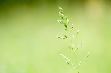 arka planı yeşil çimen
