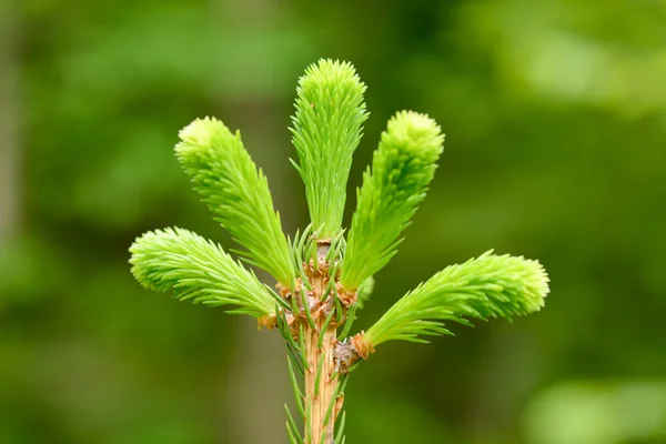 Groene fir bud — Stockfoto