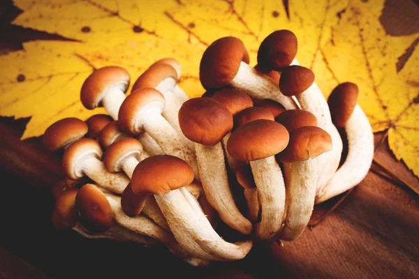 Agrocybe aegerita mushrooms - funghi pioppini — Stock Photo, Image