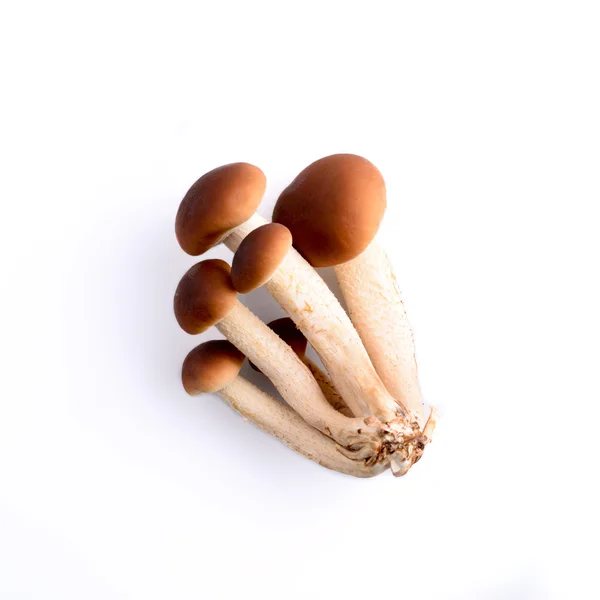 Agrocybe aegerita mushrooms - funghi pioppini — Stock Photo, Image