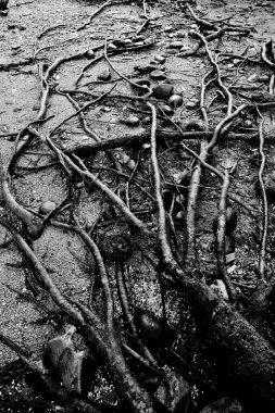 kökler ve nehir çakıl