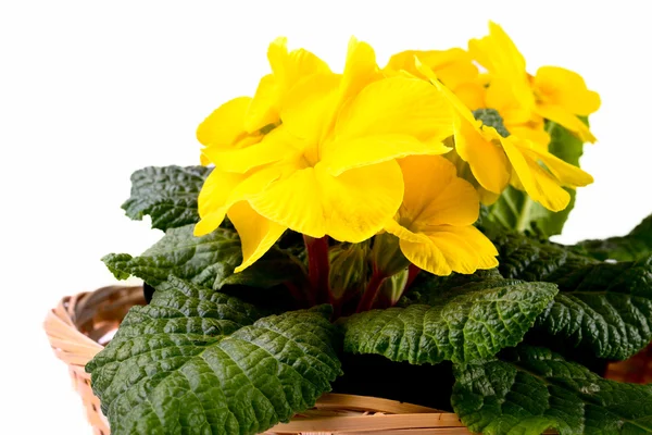 Flores de prímulas amarelas — Fotografia de Stock