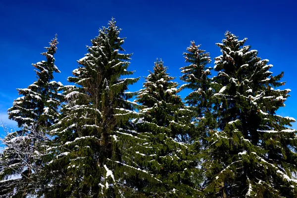 Legno di abete — Foto Stock