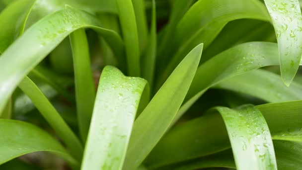 Folhas verdes molhadas — Vídeo de Stock