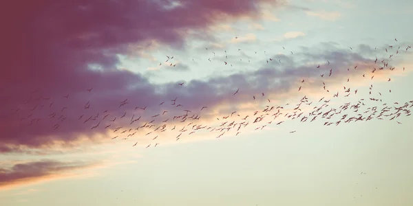 Les oiseaux volent au crépuscule — Photo