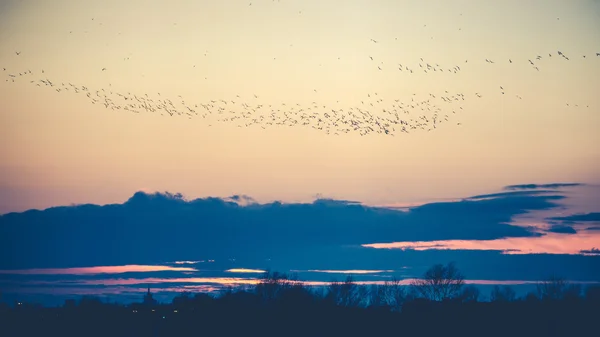 Les oiseaux volent au crépuscule — Photo