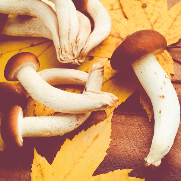 Agrocybe aegerita mushrooms — Stock Photo, Image