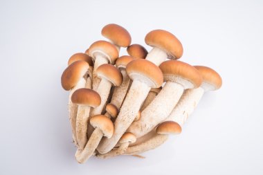 agrocybe aegerita mantar