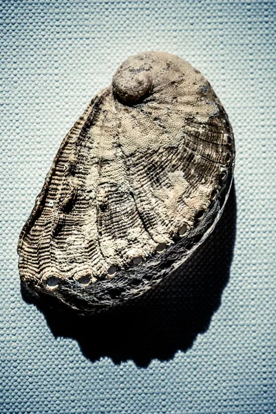 Seashell over canvas — Stock Photo, Image