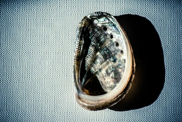 Seashell över duk — Stockfoto