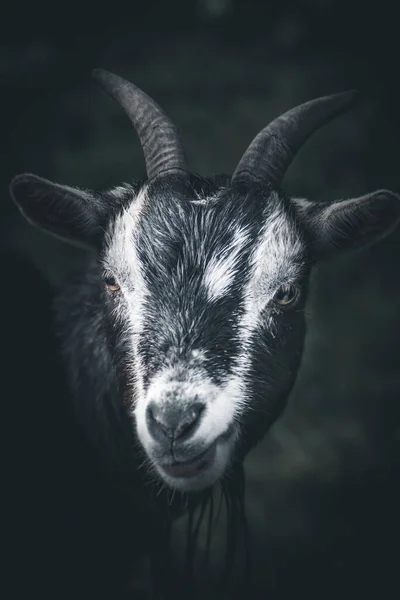 Retrato Uma Cabra Imagem Estilo Dramático Escuro — Fotografia de Stock