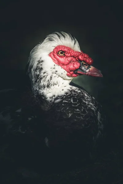 Portrait Muscovy Ducks Dark Dramatic Style Image — Stock Photo, Image