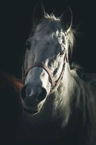 Retrato Cavalo Branco Imagem Estilo Dramático Escuro — Fotografia de Stock