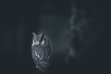 Öfkeli bir baykuş portresi Karanlık ve dramatik bir imaj Öfke ve gurur kavramı