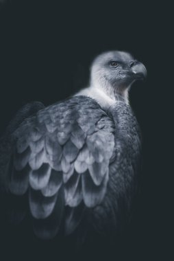 Griffon akbaba portresi. Koyu ve dramatik bir görüntü.