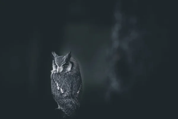 Portrait Angry Owl Bird Dark Dramatic Style Image Concept Anger — Stock Photo, Image