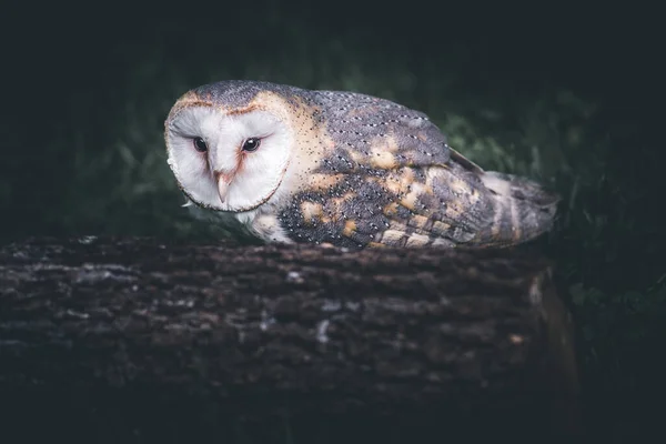 Portrait Little Owl Bird Dark Dramatic Style Image — Stock Photo, Image