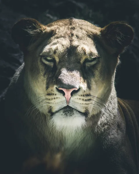 Portrait Lion Dark Style Image — ストック写真