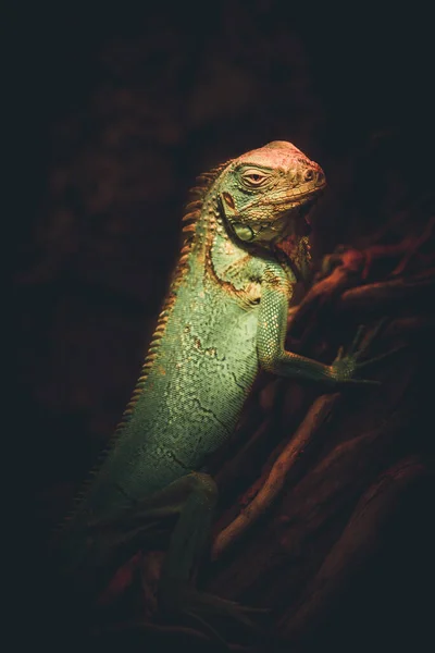 Portret Zielonej Jaszczurki Ciemny Dramatyczny Styl Obrazu — Zdjęcie stockowe