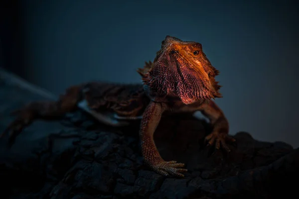 Retrato Lagarto Pogona Imagem Estilo Sombrio Dramático — Fotografia de Stock