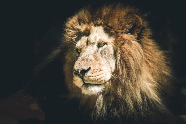 Portrait Lion Dark Style Image — ストック写真