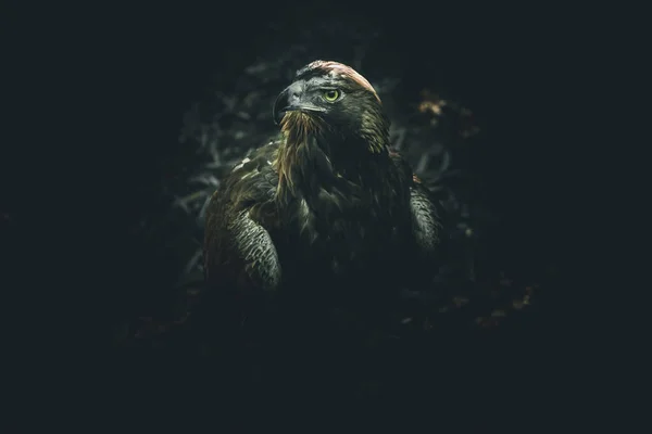 Портрет Гордого Орла Темном Драматическом Стиле — стоковое фото