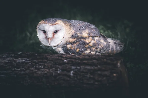 Portrait Little Owl Bird Dark Dramatic Style Image Royalty Free Stock Images