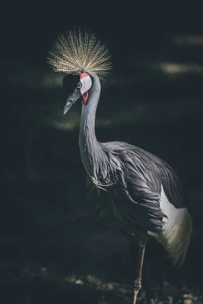 Portret Van Een Grijs Gekroonde Kraan Donker Dramatisch Stijlbeeld Concept Stockfoto