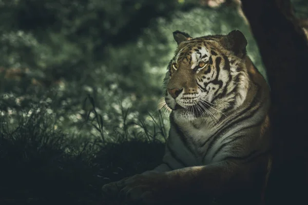 Portrait Tigre Image Style Sombre Images De Stock Libres De Droits