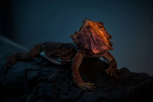 Portrait Pogona Lizard Dark Dramatic Style Image Stock Picture