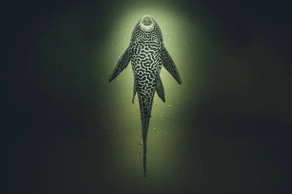 Temiz Bir Balığın Portresi Karanlık Dramatik Bir Görüntü Telifsiz Stok Fotoğraflar