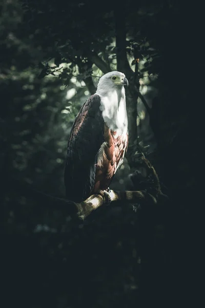 Portrait Proud Eagle Dark Dramatic Style Image Stock Image