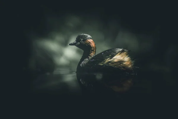 Portret Van Een Eendje Donker Dramatisch Beeld Rechtenvrije Stockfoto's