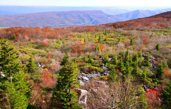 Dolly sods — Stockfoto