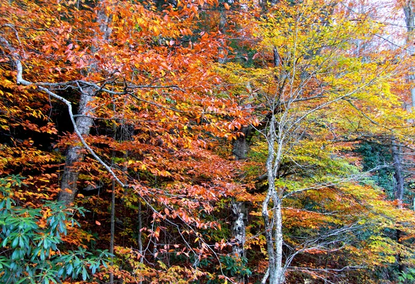 Színes őszi fák — Stock Fotó