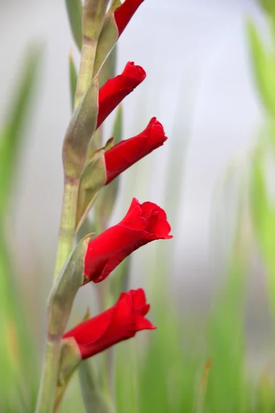 Rote Gladiolenblüte — Stockfoto