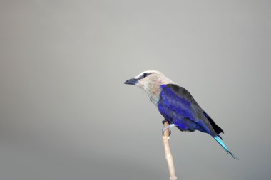 Coracias cyanogaster