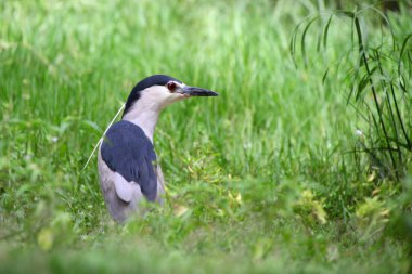 küçük gri balıkçıl