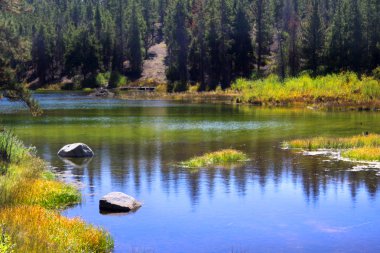 çam ağacı yansımalar