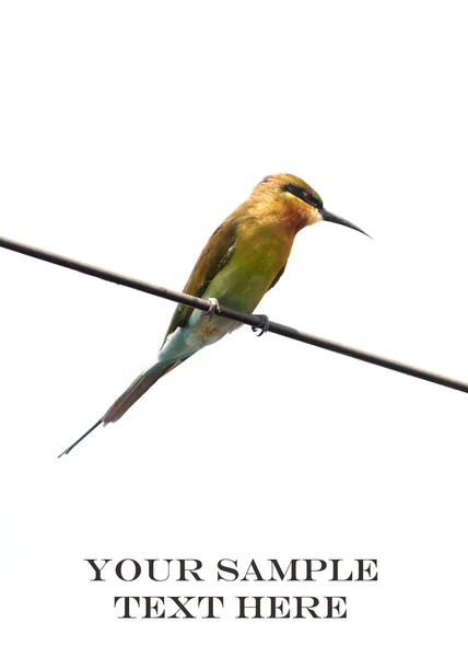 Blue tailed green bee eater — Stock Photo, Image