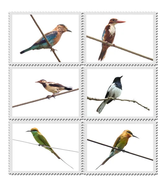 Birds of India — Stock Photo, Image