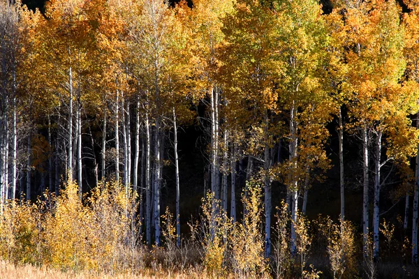 Altos árboles de Aspen — Foto de Stock
