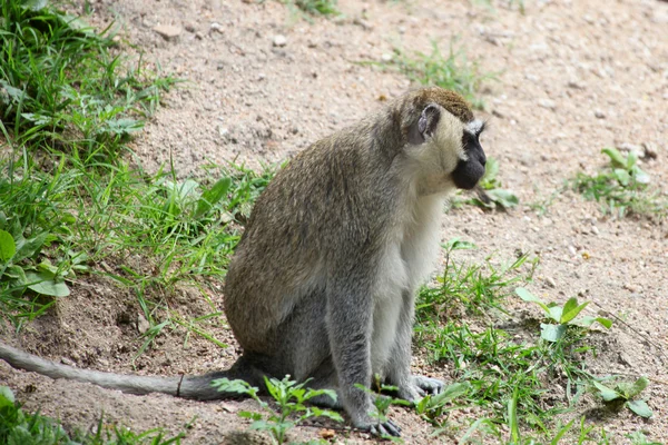 Afrikanska grön apa — Stockfoto