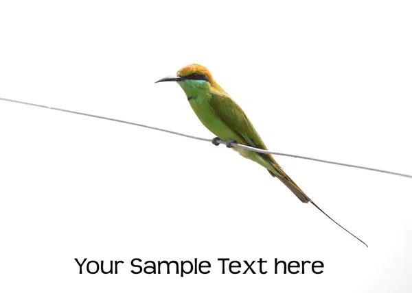 Green bee eater — Stock Photo, Image