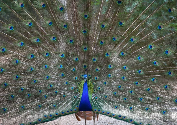Peacock fågel — Stockfoto