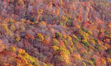 sonbahar yaprakları