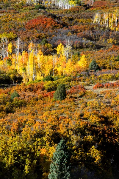 Follaje de otoño —  Fotos de Stock