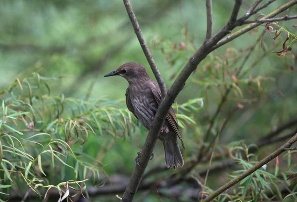 Starling bird — Stock Photo, Image