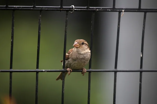 Moineau sur la clôture — Photo