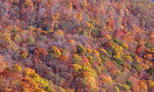 秋天的叶子 — 图库照片